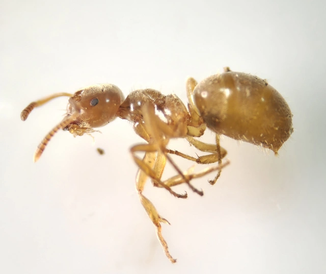 Lasius flavus - gyakori borostyánhangya