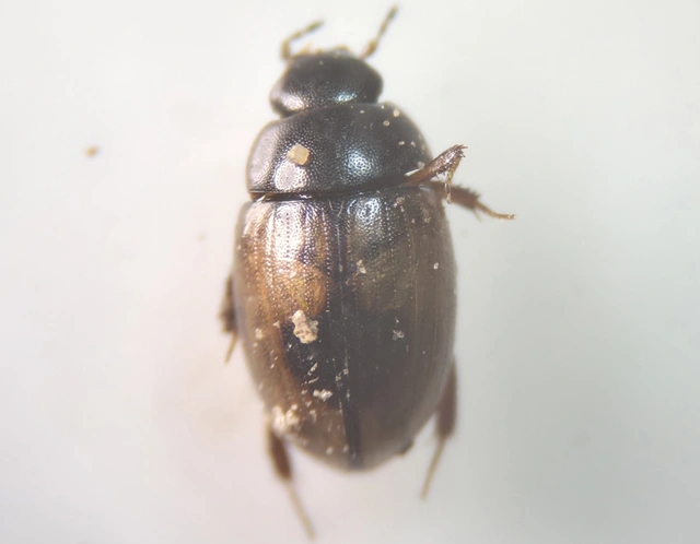 Cercyon unipunctatus - egypontos iszapcsiborka Cercyon unipunctatus - egypontos iszapcsiborka