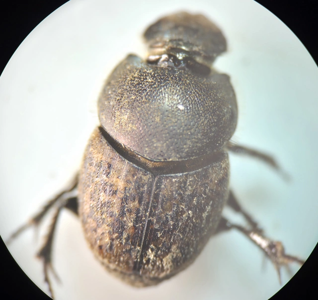 Onthophagus fracticornis - bronzos trágyatúró