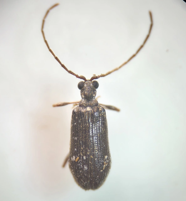 Ptinus