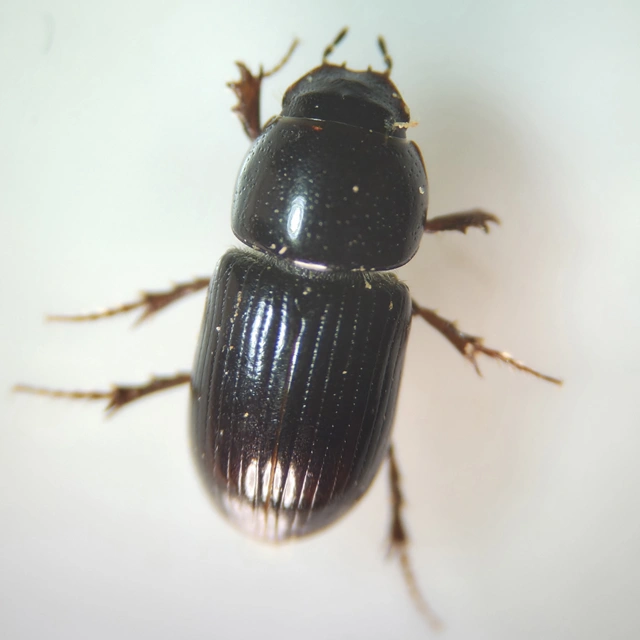 Aphodius granarius - szurokszínű trágyabogár