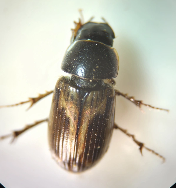 Aphodius prodromus - sárgalábú trágyabogár