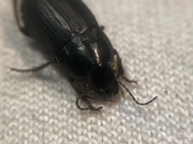Harpalus subcylindricus - keskeny lomhafutó