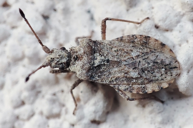 Arenocoris fallenii - alföldi karimáspoloska