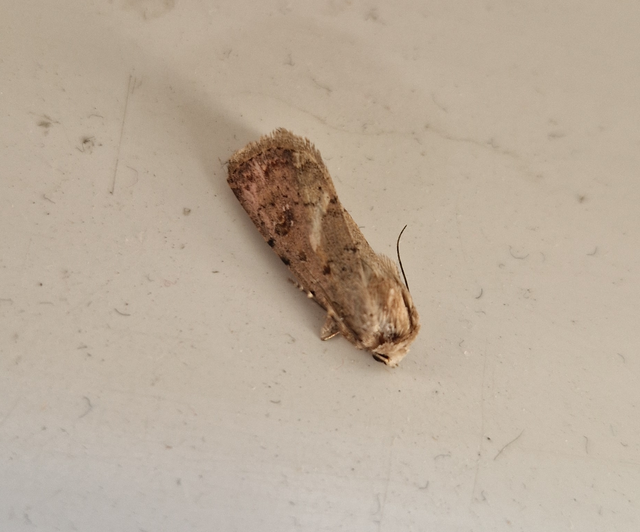 Paradrina clavipalpis - közönséges selymesbagoly