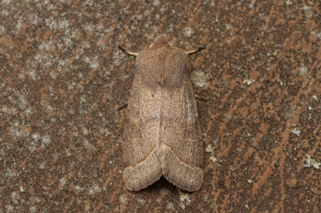 Orthosia cerasi - közepes barkabagoly