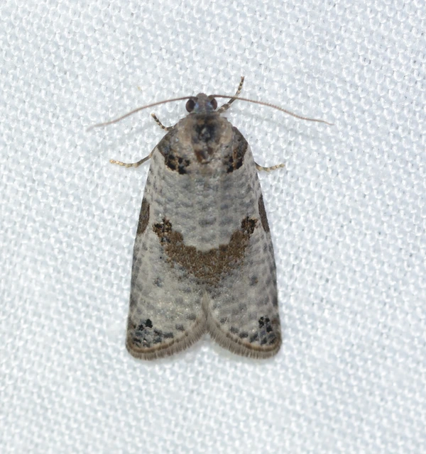 Pseudeulia asinana - korai sodrómoly