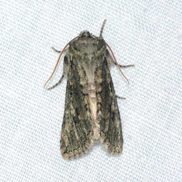 Polyploca ridens - zöldes pihésszövő