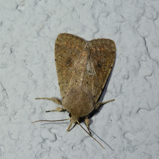 Orthosia cruda - kis barkabagoly