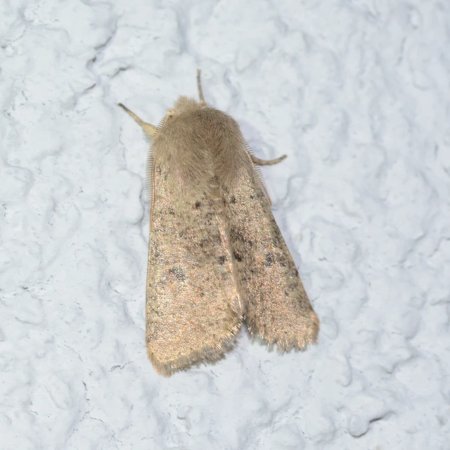 Orthosia cruda - kis barkabagoly