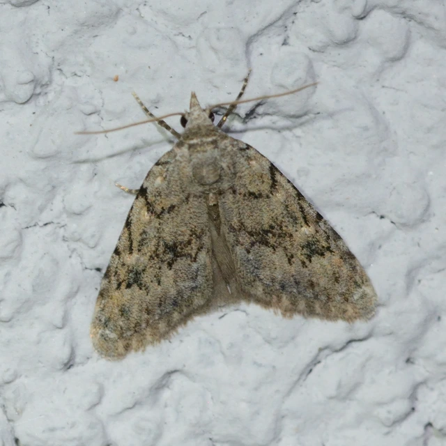 Nola cicatricalis - szürke pamacsosszövő