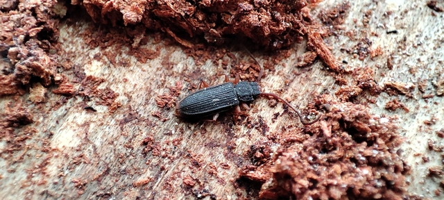 Uleiota planatus - hosszúcsápú fogasnyakú-lapbogár