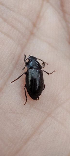 Nalassus dermestoides - rövidszárnyú gyászbogár