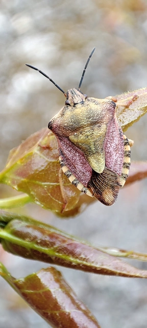 Carpocoris Carpocoris