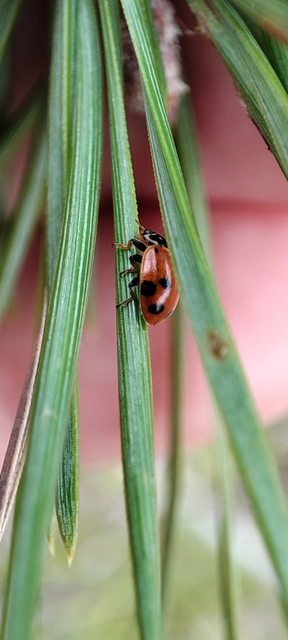 Hippodamia variegata - tizenhárompettyes katica