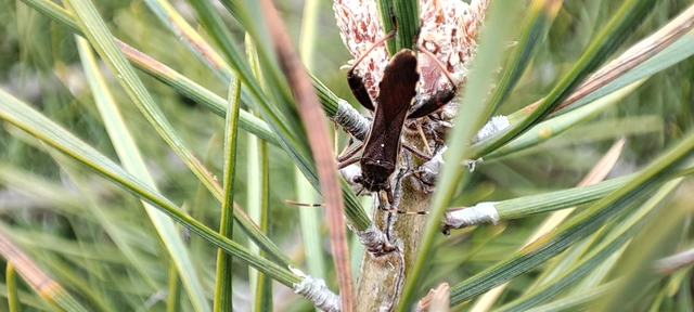 Camptopus lateralis - görbelábú karimáspoloska