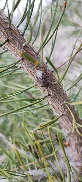 Rhaphigaster nebulosa - bencepoloska