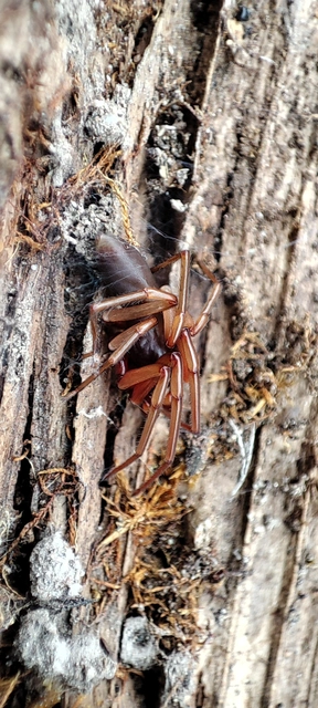 Dysderidae - fojtópókok