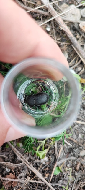 Ablattaria laevigata - sima csigarabló