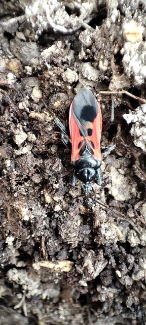 Peirates hybridus - foltos rablópoloska
