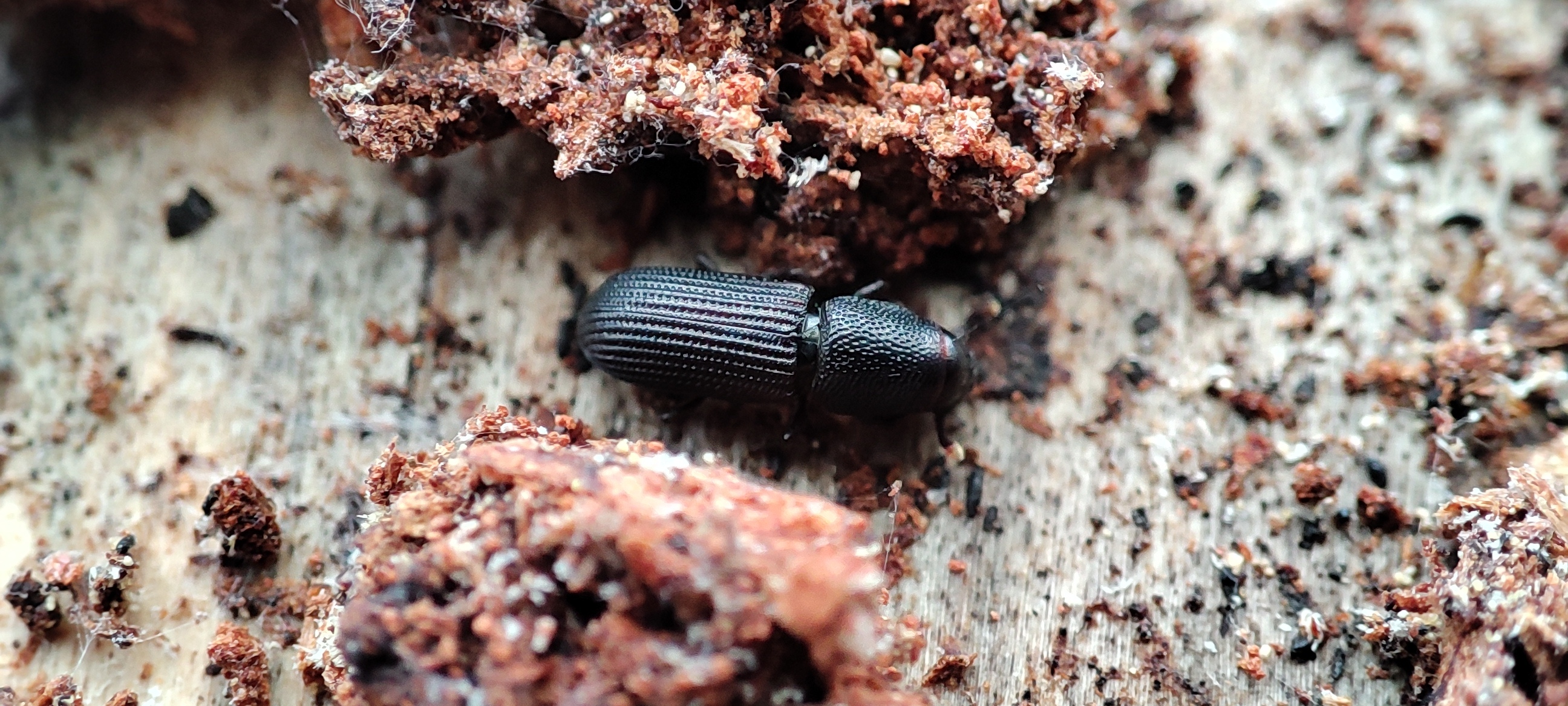 Rhyncolus elongatus