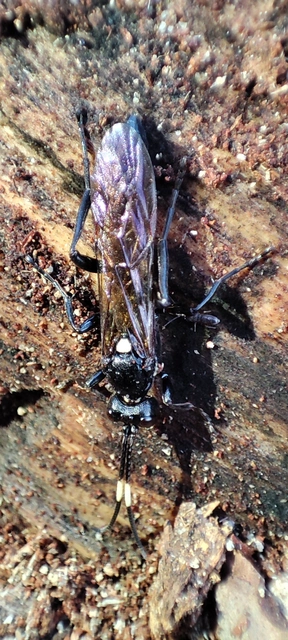 Ichneumonidae - valódi fürkészdarazsak