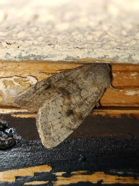 Orthosia incerta - változékony barkabagoly