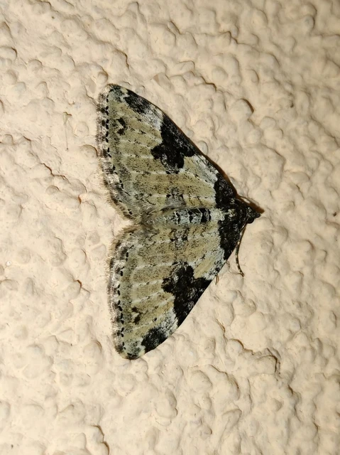 Xanthorhoe fluctuata - közönséges tarkaaraszoló