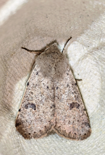 Orthosia cruda - kis barkabagoly