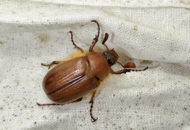 Holochelus aequinoctialis - tavaszeleji cserebogár