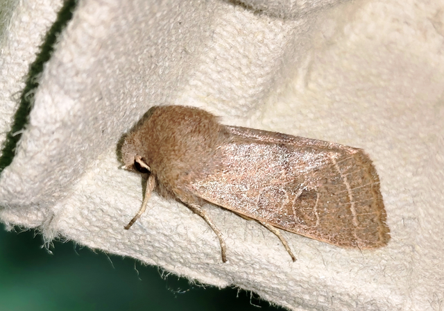 Orthosia cerasi - közepes barkabagoly