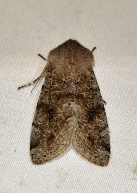 Orthosia incerta - változékony barkabagoly