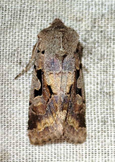 Orthosia gothica - feketefoltos barkabagoly