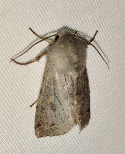 Orthosia incerta - változékony barkabagoly