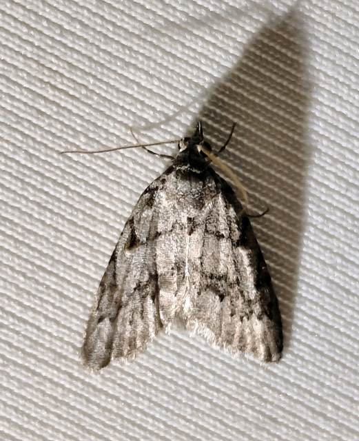 Nola cicatricalis - szürke pamacsosszövő