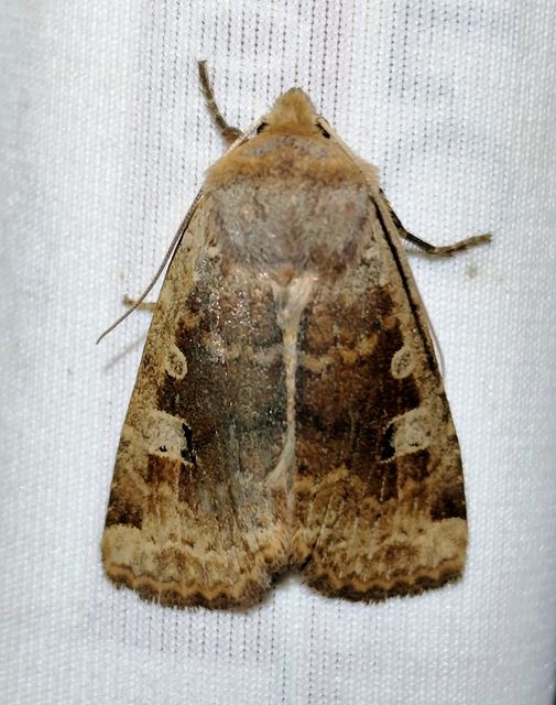 Conistra erythrocephala - vörösfejű őszibagoly