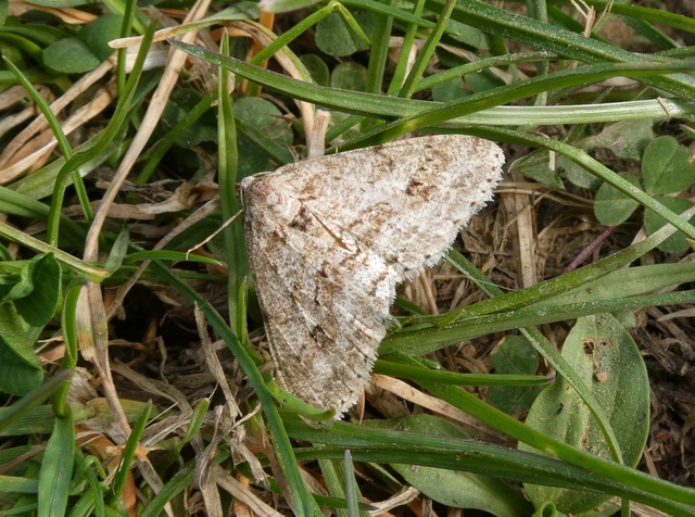 Ectropis crepuscularia - avararaszoló