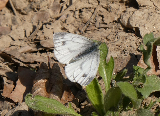 Pieris napi - repcelepke