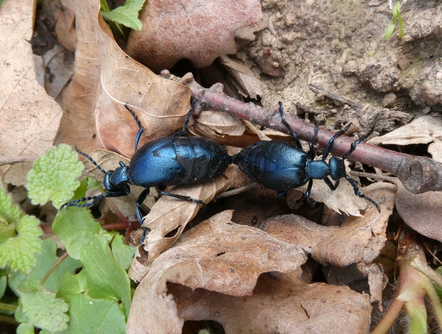Meloe violaceus - kék nünüke