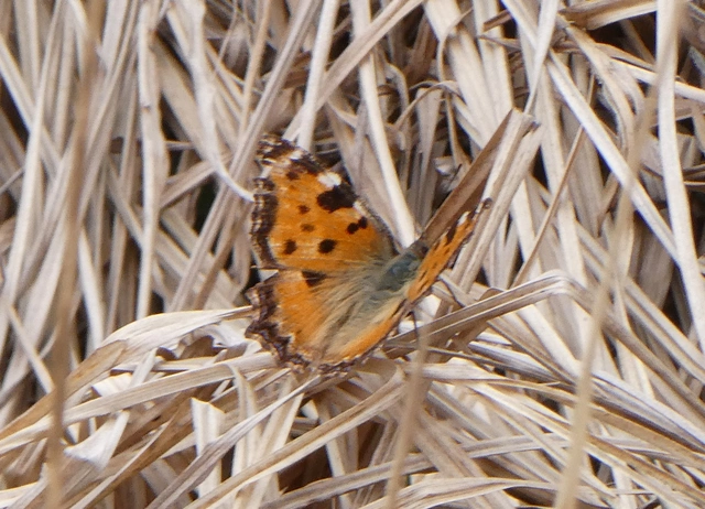 Nymphalis polychloros - nagy rókalepke