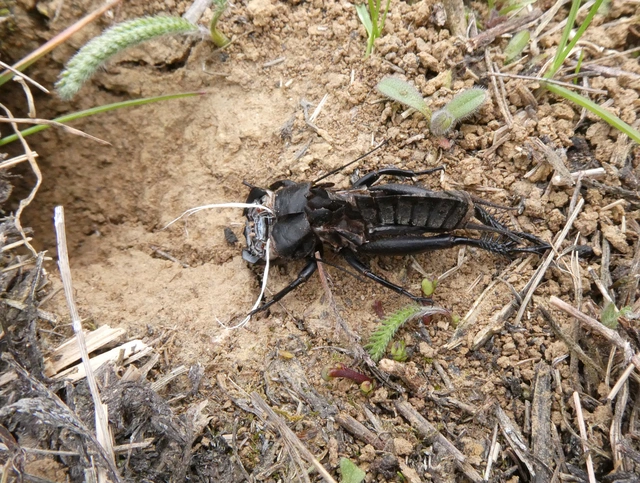 Gryllus campestris - mezei tücsök Gryllus campestris - mezei tücsök