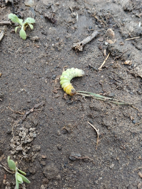 Phlogophora meticulosa - vándorló csipkésbagoly