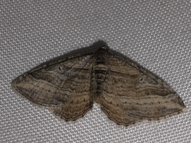 Costaconvexa polygrammata - soksávú araszoló