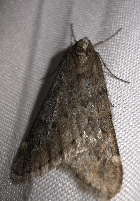Alsophila aescularia - vadgesztenye-araszoló