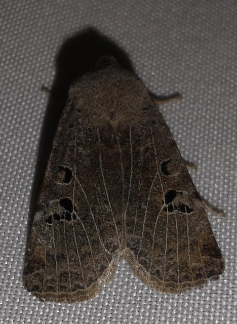 Conistra rubiginosa - szürke télibagoly