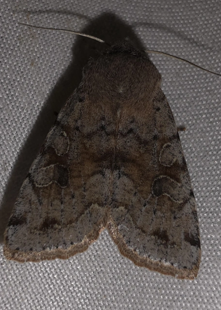 Orthosia incerta - változékony barkabagoly