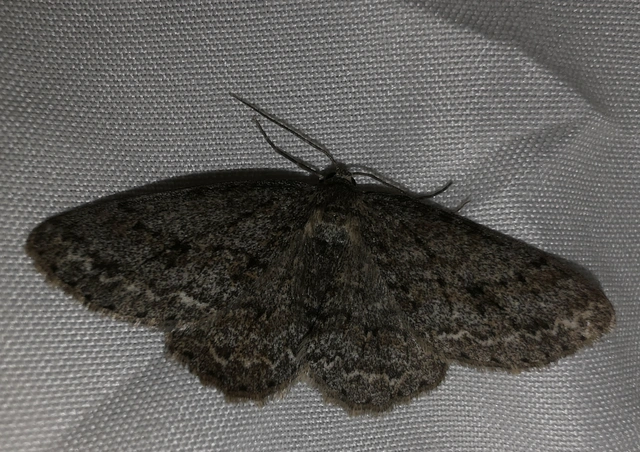 Ectropis crepuscularia - avararaszoló