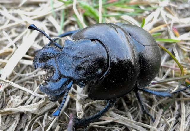 Lethrus apterus - nagyfejű csajkó