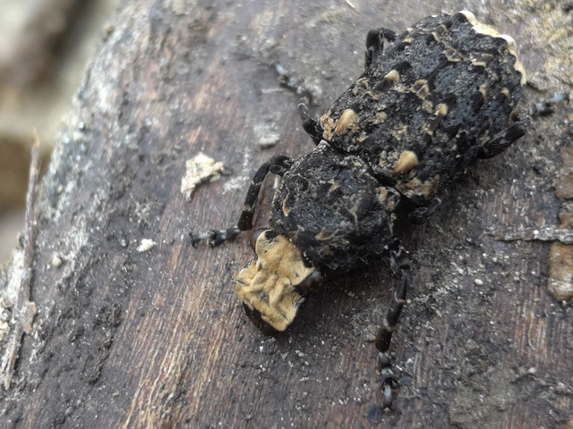 Platyrhinus resinosus - nagy orrosbogár
