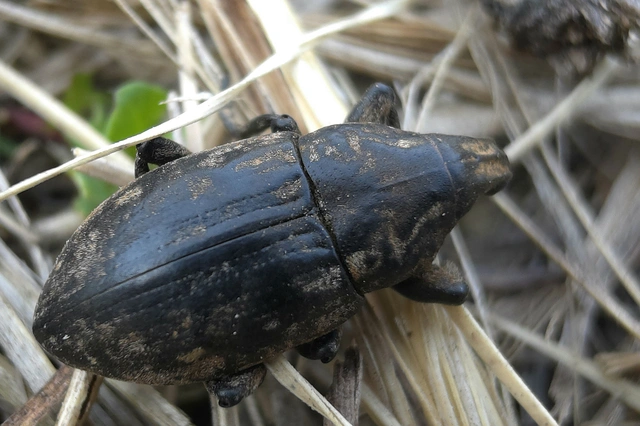 Leucophyes pedestris - négypettyes barkó